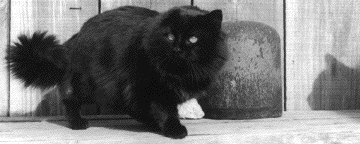 A cat picture